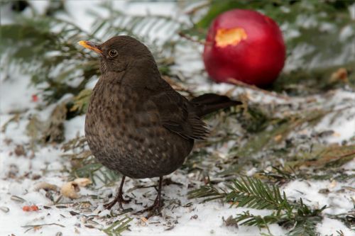 Paukštis, Akceleratorius, Turdus Philomelos, Pašarų Sodas, Žiema