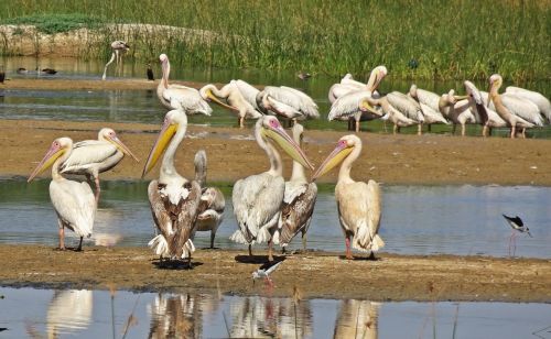 Paukštis, Pelican, Ornitologija, Laukinė Gamta, Gamta, Paukščių Stebėjimas, Vandens Paukščiai, Kachchh, Indija