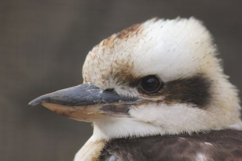 Paukštis, Lachender Hans, Zoologijos Sodas, Uždaryti