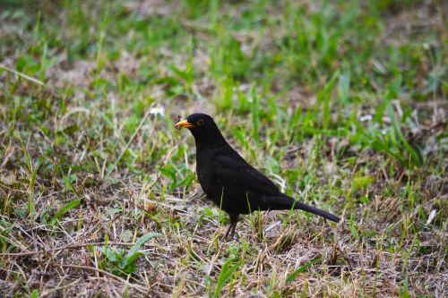 Paukštis, Merle, Gamta, Gyvūnai, Juoda, Gyvūnas, Ornitologija, Laukiniai, Fauna, Snapas, Plunksnos, Plūmes, Patiekalai