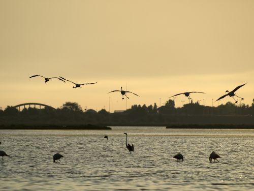 Paukštis, Rožinė Flamandų, Pelkės, Flamandų, Rožinis, Vanduo