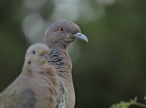 Paukštis, Balandis, Gamta