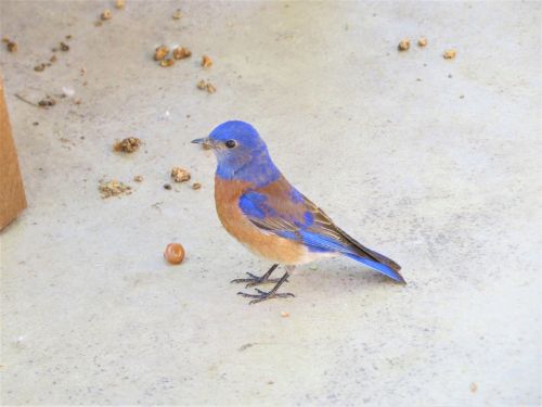 Paukštis, Mėlynas, Laukiniai, Utah, Gamta