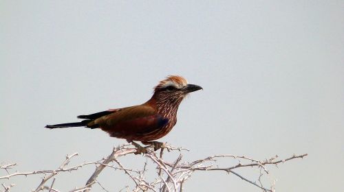 Paukštis, Laukinė Gamta, Namibija