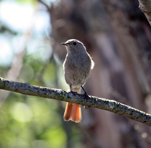 Paukštis, Redstart, Gamta, Švedija