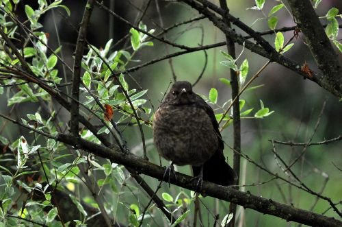 Paukštis, Viščiukas, Gamta, Mažas Paukštelis, Ornitologija, Medis