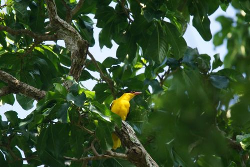 Paukštis, Orioles Asia, Geltona