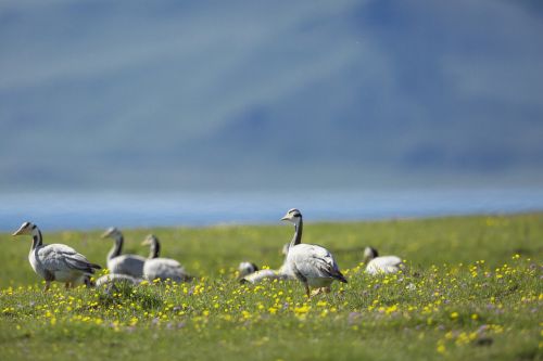 Paukštis, Indijos Ginklas, Faksas Į Šiaurės Vakarų Dalį, Gėlės, Mongolija