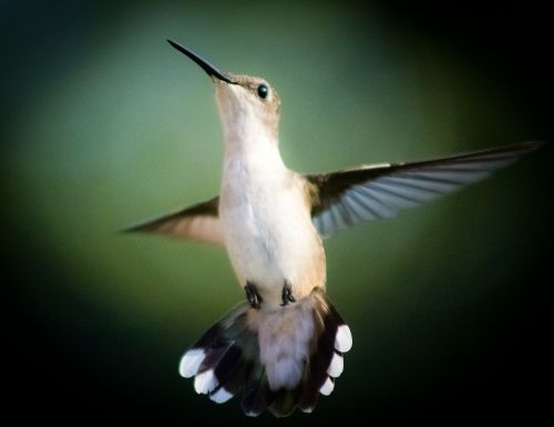 Paukštis, Kolibris, Skrydis, Lauke, Skristi, Sparnai, Plunksna, Laukinė Gamta, Snapas, Laukiniai, Laisvė, Lauke, Paukštis, Didingas, Padaras, Dykuma, Gamta, Žinduolis, Stuburas, Gyvūnas