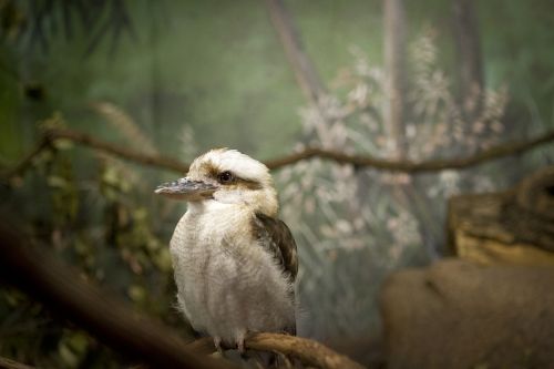 Paukštis, Taškinis Snapas, Paukštis Zoologijos Sode