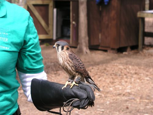 Paukštis, Amerikietis, Kestrelis, Sparrow Hawk, Laukinė Gamta, Plėšrūnas