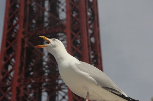 Paukštis, Paukščių Stebėjimas, Blackpool, Anglija, Uk, Paukščio Skambutis