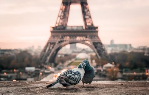 Paukštis, Pora, Snapas, Paris, Eifelio Bokštas, Miesto, Miestas, Architektūra, Infrastruktūra
