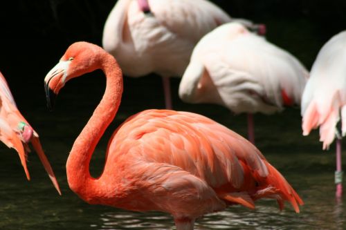 Paukštis, Flamingo, Rožinis