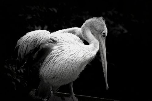 Paukštis, Pelican, Zoologijos Sodas, Gyvūnas