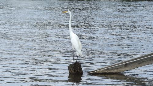 Paukštis, Didžioji Balta Egret, Ežeras, Vandens Paukštis, Gamta