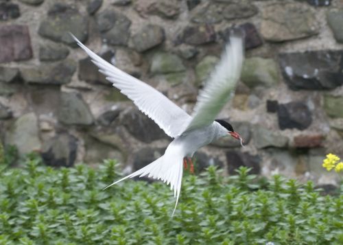 Paukštis, Klaidingas, Sparnai, Skraidantis, Kirminas, Gyvūnas, Farne Salos, Anglija, Uk