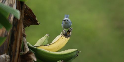 Paukštis, Bananas, Gamta