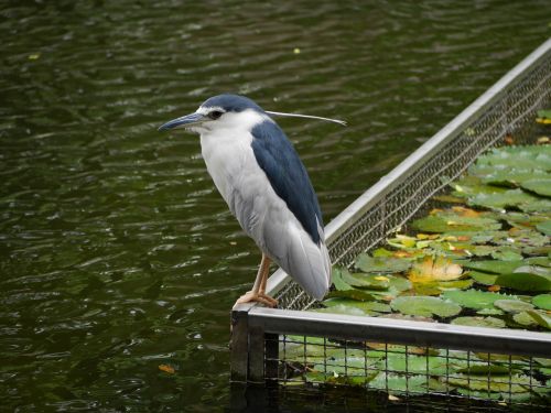 Paukštis, Vanduo, Parkas, Gamta, Taipei, Taivanas
