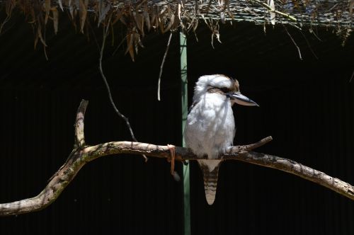 Paukštis, Australia, Zoologijos Sodas