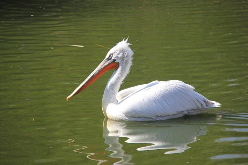 Paukštis, Ežeras, Vanduo