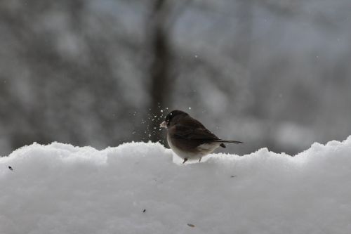 Paukštis, Gamta, Žiema, Sniegas, Gyvenimas