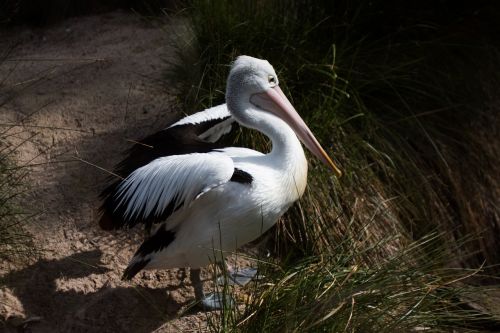 Paukštis, Balta, Pelican