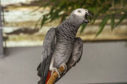 Paukštis, Papūga, Pilka Gabono, Zoologijos Sodas