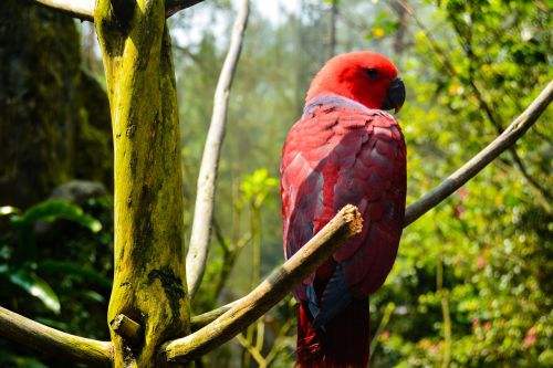 Paukštis, Indonesian, Sodas, Gamta