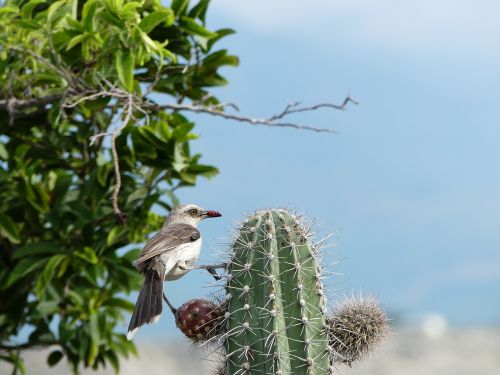 Paukštis, Kaktusas, Dykumos Takakas, Kolumbija