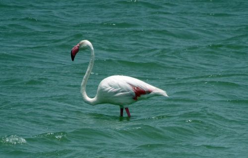 Paukštis, Didesnis Flamingas, Phoenicopterus Roseus, Laukinė Gamta, Gamta, Flamingo, Plumėjimas, Spalvinga, Lagūnas, Jamnagar, Indija