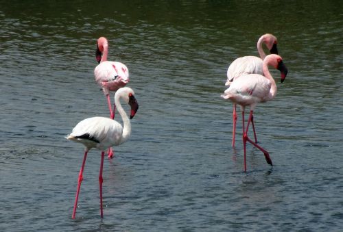 Paukštis, Mažesnis Flamingas, Phoeniconaias Minor, Flamingo, Paukštis, Laukinė Gamta, Plumėjimas, Gamta, Spalva, Ežeras, Vasara, Valsura, Šlapynes, Upelis, Jamnagar, Indija