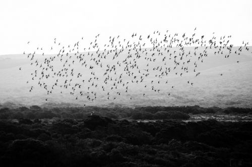 Paukštis, Paukščiai, Paukščių Pulkai, Gyvūnas, Gyvūnai, Laukinė Gamta, Gamta, Afrika, Swarm, Pietų Afrika, Juoda Ir Balta, Laukinės Gamtos Fotografija, Kelionė, Vienspalvis