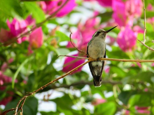 Paukštis, Hummingbirds, Gamta, Paukščiai, Aplinka, Beija Flor