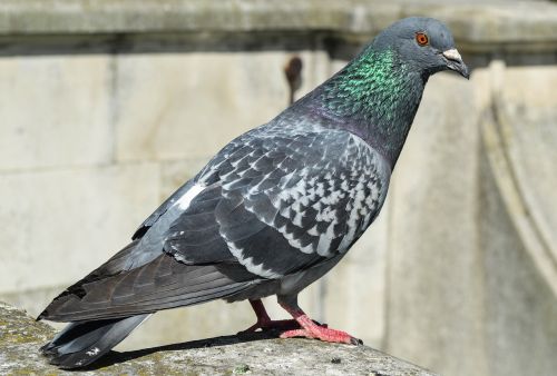 Paukštis, Balandis, Gyvūnas, Miestas, Laukiniai, Stovintis, Lauke, Paukštis, Columba Livia Domestica