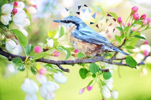 Paukštis, Gamta, Gyvūnas, Gyvūnai, Fauna, Medis, Rašiklis, Laukiniai Paukščiai