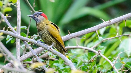 Paukštis, Gamta, Laukinė Gamta, Gyvūnas, Tropinė Costa Rica, Dzenis