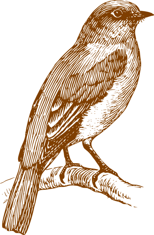 Paukštis, Sustingęs, Aves, Plunksnos, Ornitologija, Žvirblis, Nemokama Vektorinė Grafika