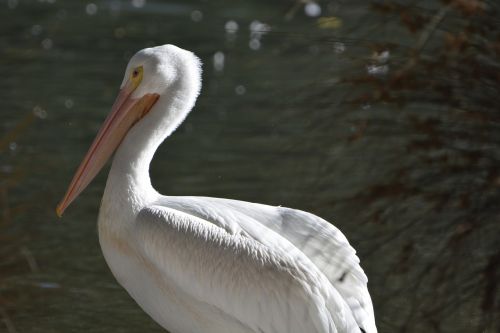 Paukštis, Vanduo, Pelican, Laukinė Gamta, Gamta