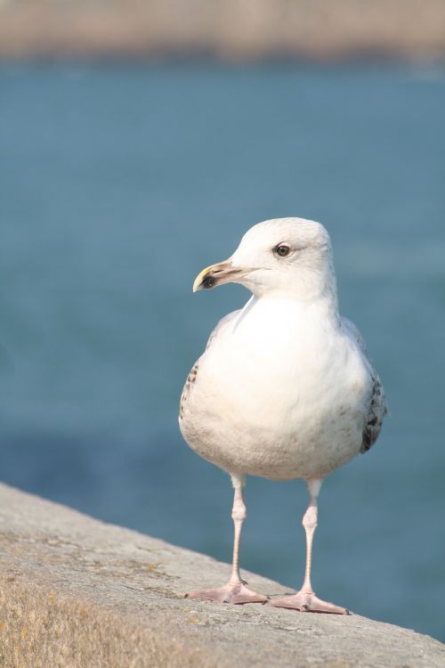 Paukštis, Fauna, Gamta, Žuvėdros, Gyvūnas, Kepuraitė