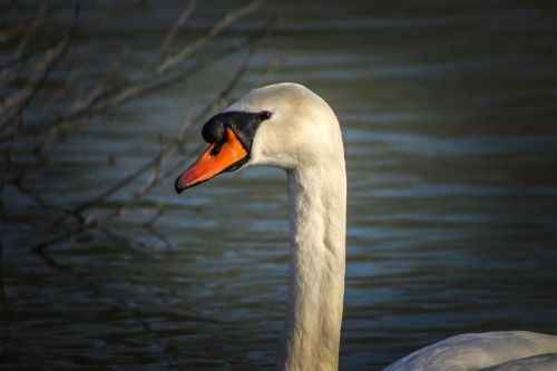 Paukštis,  Vandens Telkinys,  Fauna,  Ežeras,  Be Honoraro Mokesčio