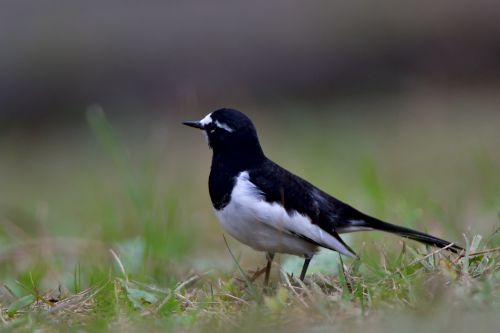 Paukštis,  Laukiniai Gyvūnai,  Natūralus,  Lauke,  Gyvūnas,  Japanese Wagtail,  Be Honoraro Mokesčio