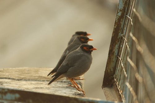 Paukštis,  Gyvūnijos,  Pobūdį,  Gyvūnas,  Lauke,  Iš Šono,  Bendroji Myna,  Juodas Paukštis,  Trys Paukščiai,  Maino,  Sturnidae