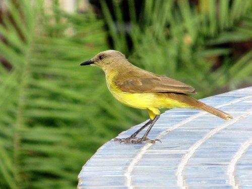 Paukštis,  Atogrąžų Paukščiai,  Brazilijos,  Aplinka
