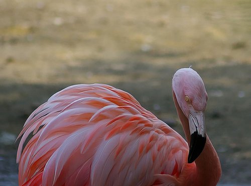 Paukštis,  Flamingo,  Plunksna,  Pobūdį,  Gyvūnijos Pasaulyje,  Rožinis