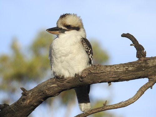 Paukštis,  Gyvūnijos,  Lauke,  Pobūdį,  Gyvūnas,  Kookaburra,  Snapas