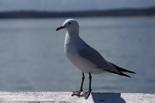 Paukštis,  Pobūdį,  Gyvūnijos,  Jūra,  Vandens,  Vandenynas,  Žuvėdros