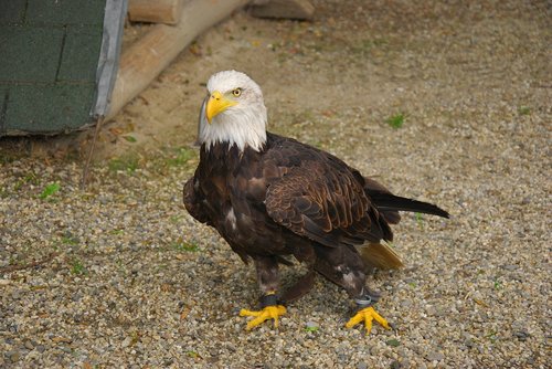 Paukštis,  Eagle,  Zoologijos Sodas