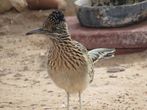 Paukštis,  Roadrunner,  Gyvūnijos,  Gyvūnas,  Pobūdį,  Į Pietvakarius