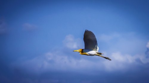 Paukštis,  Mėlynas Dangus,  Lauke,  Didelis,  Spalva